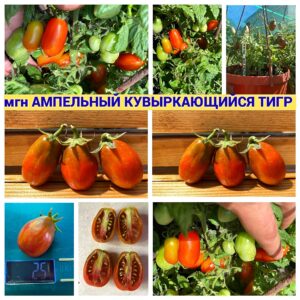 АМПЕЛЬНЫЙ КУВЫРКАЮЩИЙСЯ ТИГР