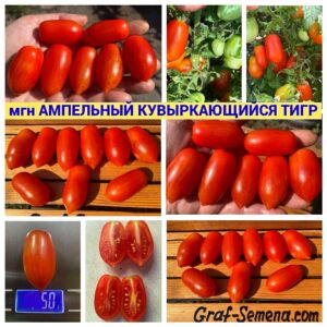 АМПЕЛЬНЫЙ КУВЫРКАЮЩИЙСЯ ТИГР