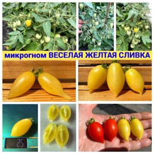 ВЕСЕЛАЯ ЖЕЛТАЯ СЛИВКА
