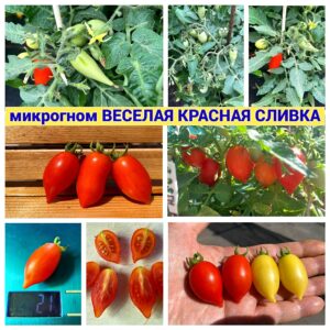 ВЕСЕЛАЯ КРАСНАЯ СЛИВКА