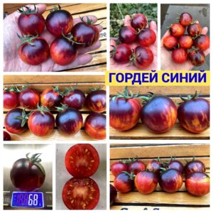 ГОРДЕЙ СИНИЙ