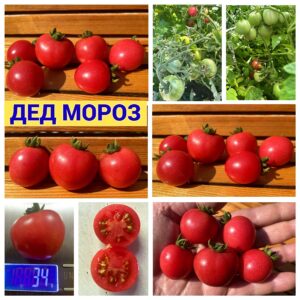 ДЕД МОРОЗ