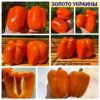ЗОЛОТО УКРАИНЫ