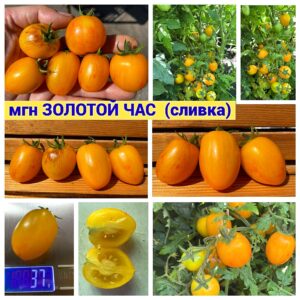ЗОЛОТОЙ ЧАС (СЛИВКА)