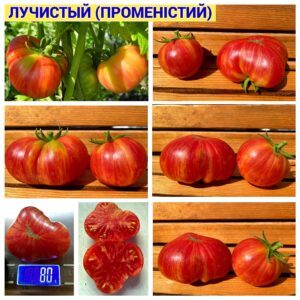 ЛУЧИСТЫЙ (ПРОМЕНИСТЫЙ)