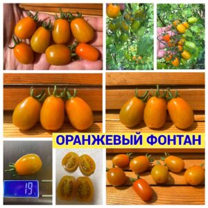 ОРАНЖЕВЫЙ ФОНТАН