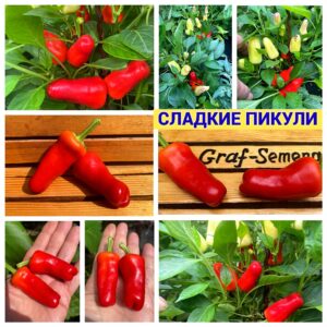 СЛАДКИЕ ПИКУЛИ