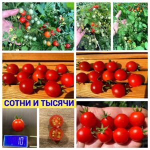 СОТНИ И ТЫСЯЧИ