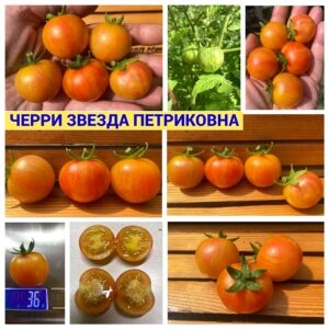 ЧЕРРИ ЗВЕЗДА ПЕТРИКОВНА
