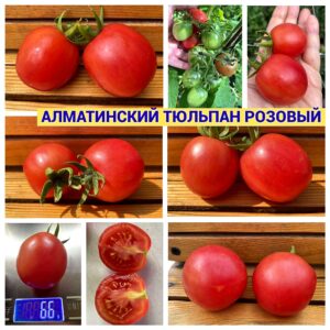 АЛМАТИНСКИЙ ТЮЛЬПАН РОЗОВЫЙ