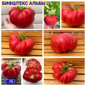 БИФШТЕКС АЛЬБЫ