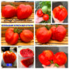 БОЛЬШАЯ КРАСНАЯ КУКЛА (BIG RED DOLLy) - крупное красное сердце-гребень, 5 семян БОЛЬШАЯ КРАСНАЯ КУКЛА