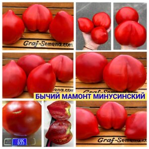 БЫЧИЙ МАМОНТ МИНУСИНСКИЙ
