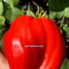 БОЛЬШАЯ КРАСНАЯ КУКЛА (BIG RED DOLLy) - крупное красное сердце-гребень, 5 семян 12377 БОЛЬШАЯ КРАСНАЯ КУКЛА 12377