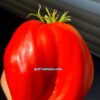 БОЛЬШАЯ КРАСНАЯ КУКЛА (BIG RED DOLLy) - крупное красное сердце-гребень, 5 семян 12379 БОЛЬШАЯ КРАСНАЯ КУКЛА 12379