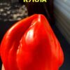 БОЛЬШАЯ КРАСНАЯ КУКЛА (BIG RED DOLLy) - крупное красное сердце-гребень, 5 семян 12380 БОЛЬШАЯ КРАСНАЯ КУКЛА 12380