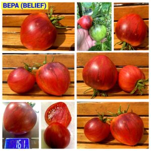 ВЕРА