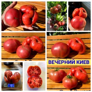 ВЕЧЕРНИЙ КИЕВ