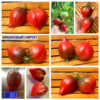 ВИШНЕВЫЙ СИРОП (CHERRY SYRUP) - пурпурное сердце, антоциан, 5 семян ВИШНЕВЫЙ СИРОП