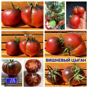ВИШНЕВЫЙ ЦЫГАН