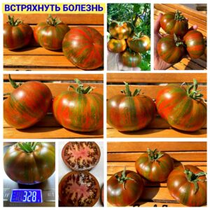 ВСТРЯХНУТЬ БОЛЕЗНЬ