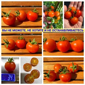 ВЫ НЕ МОЖЕТЕ, НЕ ХОТИТЕ И НЕ ОСТАНАВЛИВАЕТЕСЬ