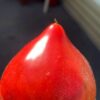 ВИШНЕВЫЙ СИРОП (CHERRY SYRUP) - пурпурное сердце, антоциан, 5 семян 12299 ВИШНЕВЫЙ СИРОП 12299