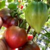 ВИШНЕВЫЙ ЦЫГАН (CHERRY GYPSY) - пурпурное сердце, антоциан, 5 семян 11570 ВИШНЕВЫЙ ЦЫГАН 11570