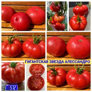 ГИГАНТСКАЯ ЗВЕЗДА АЛЕССАНДРО