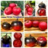 ГНОМ РОЗА ГОНДВАНА (Dwarf Gondwana Rose) - розово-чернильный округлый томат, из серии Dwarf, 3 семян 12036 ГНОМ РОЗА ГОНДВАНА 12036