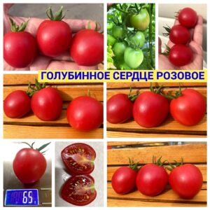 ГОЛУБИННОЕ СЕРДЦЕ РОЗОВОЕ