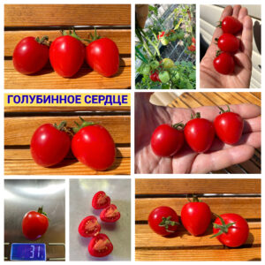 ГОЛУБИНОЕ СЕРДЦЕ