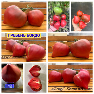 ГРЕБЕНЬ БОРДО