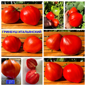 ГРИНБУШ ИТАЛЬЯНСКИЙ