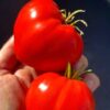 ГРИНБУШ ИТАЛЬЯНСКИЙ (GREENBUSH ITALIAN) - крупное красное сладкое сердце, 5 семян 12466 ГРИНБУШ ИТАЛЬЯНСКИЙ 12466