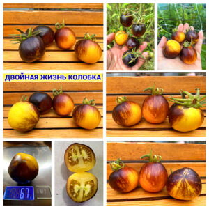 ДВОЙНАЯ ЖИЗНЬ КОЛОБКА