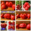 ДЕРЕВО СЕРДЕЦ (TREE OF HEARTS) - утонченное малиновое сердце, 5 семян ДЕРЕВО СЕРДЕЦ