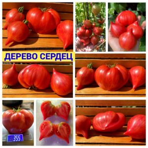 ДЕРЕВО СЕРДЕЦ