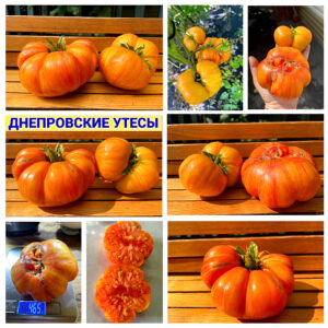 ДНЕПРОВСКИЕ УТЕСЫ