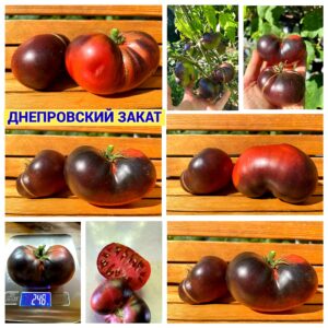 ДНЕПРОВСКИЙ ЗАКАТ