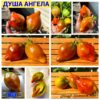ДУША АНГЕЛА (THE SOUL OF AN ANGEL, Angel’s Soul) - бронзовое сердце-сливка биколор, 5 семян ДУША АНГЕЛА