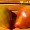 ДУША АНГЕЛА (THE SOUL OF AN ANGEL, Angel’s Soul) - бронзовое сердце-сливка биколор, 5 семян 12317 ДУША АНГЕЛА 12317