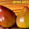 ДУША АНГЕЛА (THE SOUL OF AN ANGEL, Angel’s Soul) - бронзовое сердце-сливка биколор, 5 семян 12319 ДУША АНГЕЛА 12319