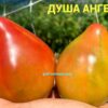ДУША АНГЕЛА (THE SOUL OF AN ANGEL, Angel’s Soul) - бронзовое сердце-сливка биколор, 5 семян 12320 ДУША АНГЕЛА 12320