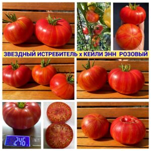 ЗВЕЗДНЫЙ ИСТРЕБИТЕЛЬхКЕЙЛИ ЭНН РОЗОВЫЙ