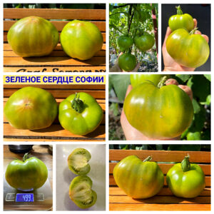 ЗЕЛЕНОЕ СЕРДЦЕ СОФИИ