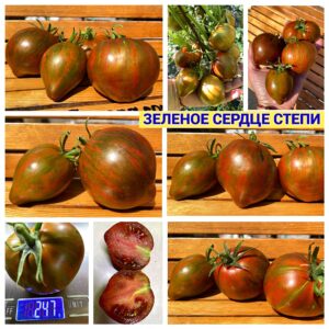 ЗЕЛЕНОЕ СЕРДЦЕ СТЕПИ