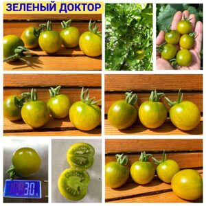 ЗЕЛЕНЫЙ ДОКТОР