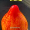 ЗВЕЗДНЫЙ ИСТРЕБИТЕЛЬ ПОВСТАНЦЕВ VT16 ЖЕЛТЫЙ (Rebel Starfighter VT16 Yellow) - утонченное сердце биколор, 3 семян 12310 ЗВЕЗДНЫЙ ИСТРЕБИТЕЛЬ VT-16 ЖЕЛТЫЙ 12310