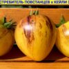 ЗВЕЗДНЫЙ ИСТРЕБИТЕЛЬ ПОВСТАНЦЕВ * КЕЙЛИ ЭНН (желтый) (Rebel Starfighter Kayleigh Anne Yellow) - желтая сливка, 5 семян 11701 ЗВЕЗДНЫЙ ИСТРЕБИТЕЛЬ х КЕЙЛИ ЭНН ЖЕЛТЫЙ 11701